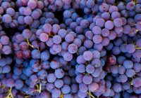variedad minoritaria de uva