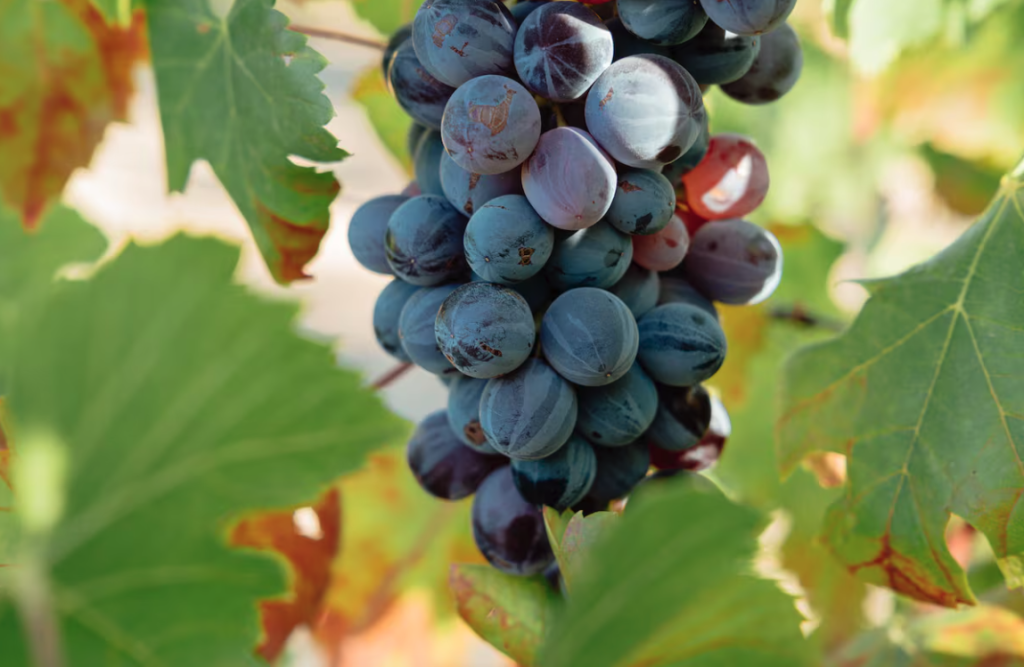 Melonera: el renacimiento de una uva andaluza casi extinguida